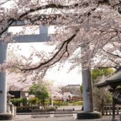Cherry blossoms frame a large torii gate at a shrine.