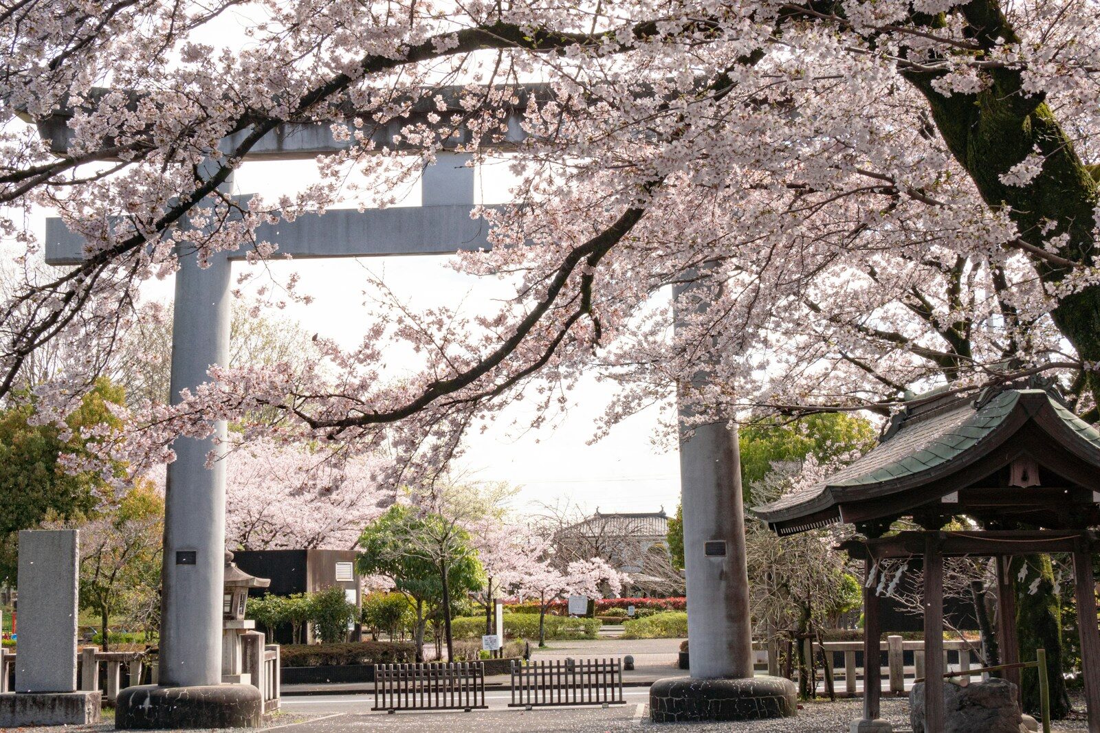Cherry blossoms frame a large torii gate at a shrine.